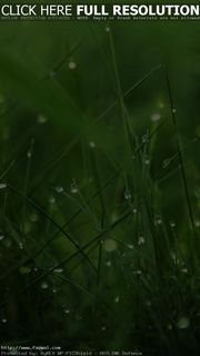 iPhone壁紙Dew on Grass iPhon…