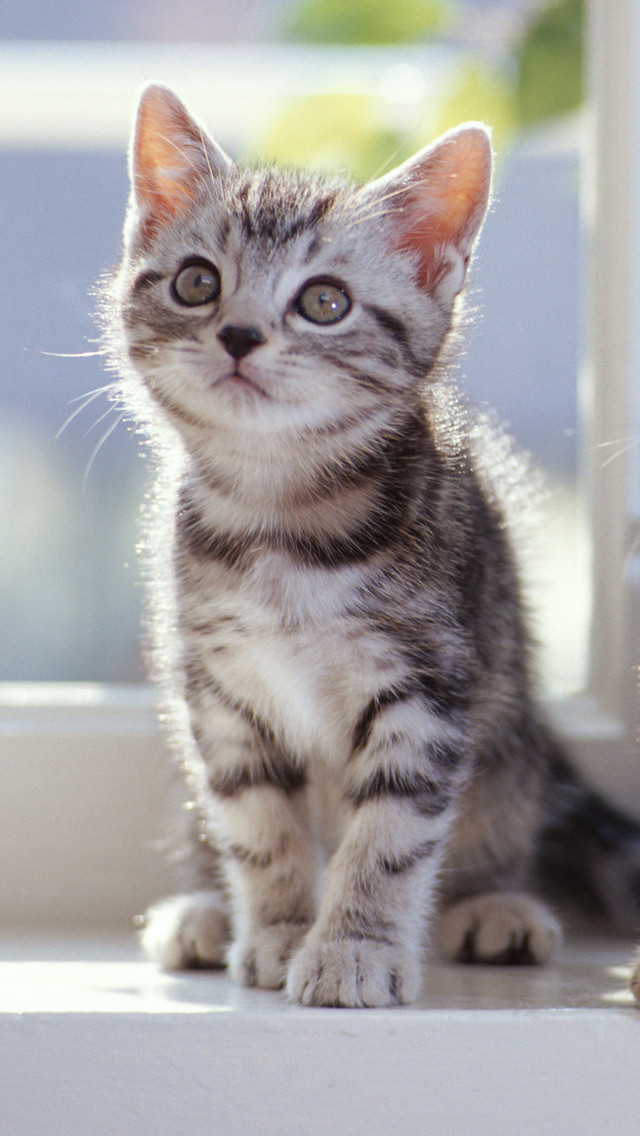 かわいい子猫 アメリカンショートヘアー スマホ壁紙 Iphone待受画像ギャラリー