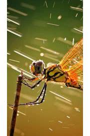 iPhone壁紙Drops, Dragonfly ,…