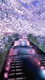 【120位】川辺の夜桜|夜景のiPhone壁紙