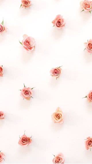 ピンク色のバラ スマホ壁紙 Iphone待受画像ギャラリー