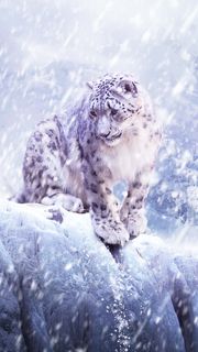 SnowLeopard ペットの壁紙