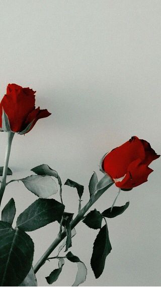 薔薇のイラスト スマホ壁紙 Iphone待受画像ギャラリー