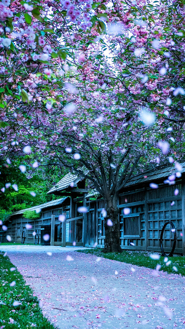 桜散る和の風景 スマホ壁紙 Iphone待受画像ギャラリー