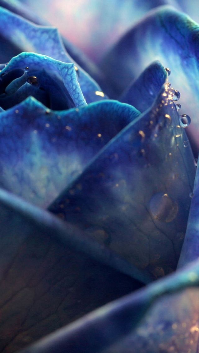 無料ダウンロード待ち受け 青い 薔薇 壁紙 最高の花の画像