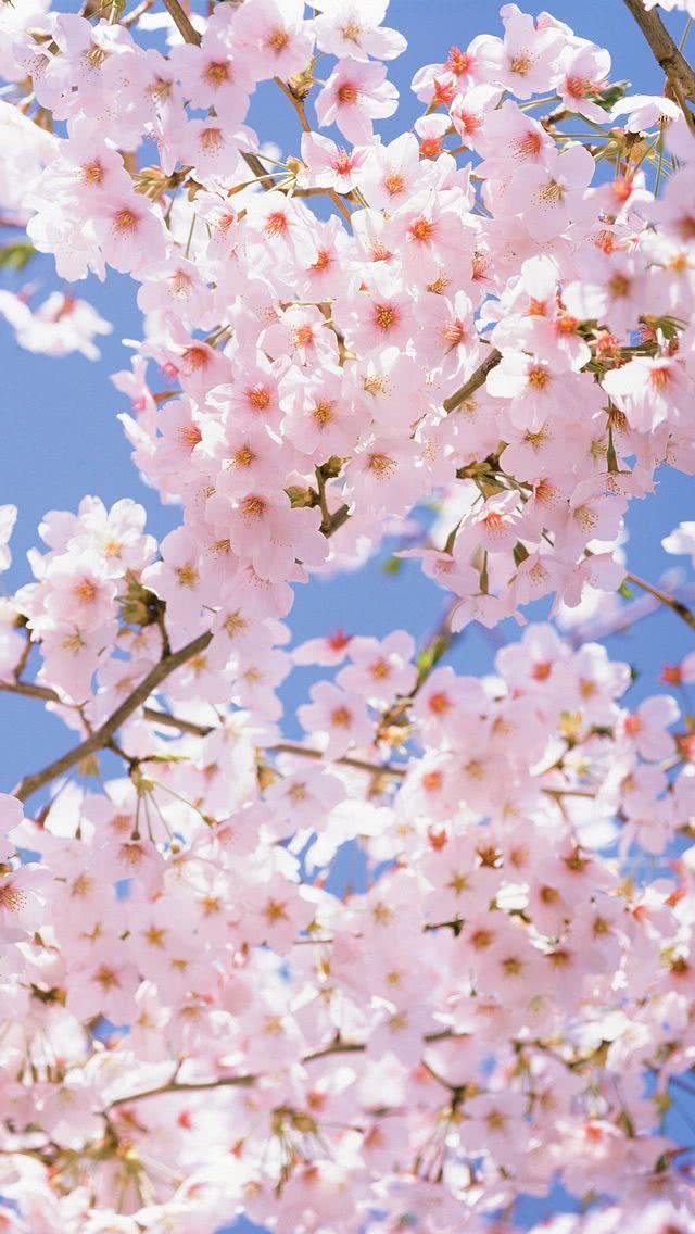 満開の桜 スマホ壁紙 Iphone待受画像ギャラリー