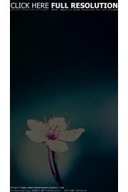 iPhone壁紙Flower IPhone 5 Wa…