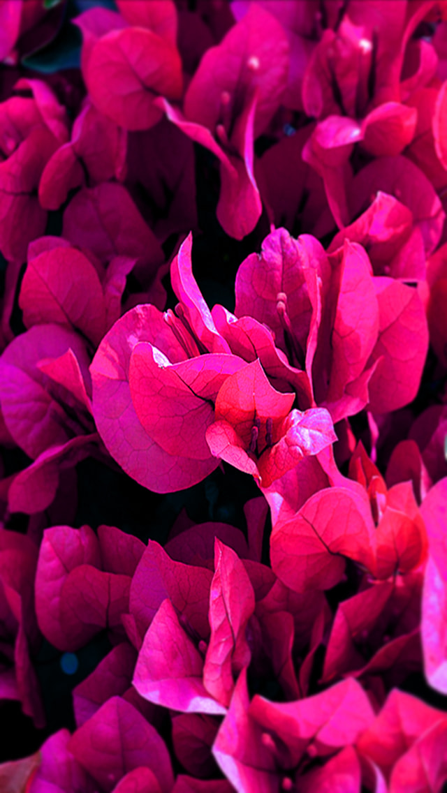 鮮やかなピンク色の植物 スマホ壁紙 Iphone待受画像ギャラリー
