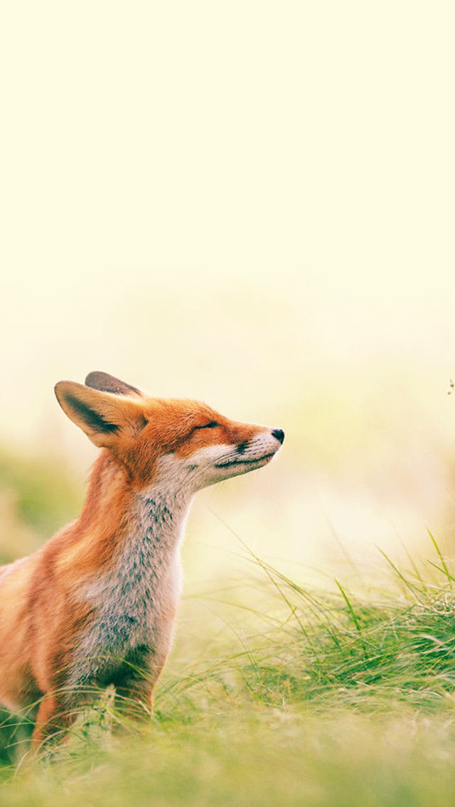 すべての動物の画像 新着動物 壁紙 Iphone