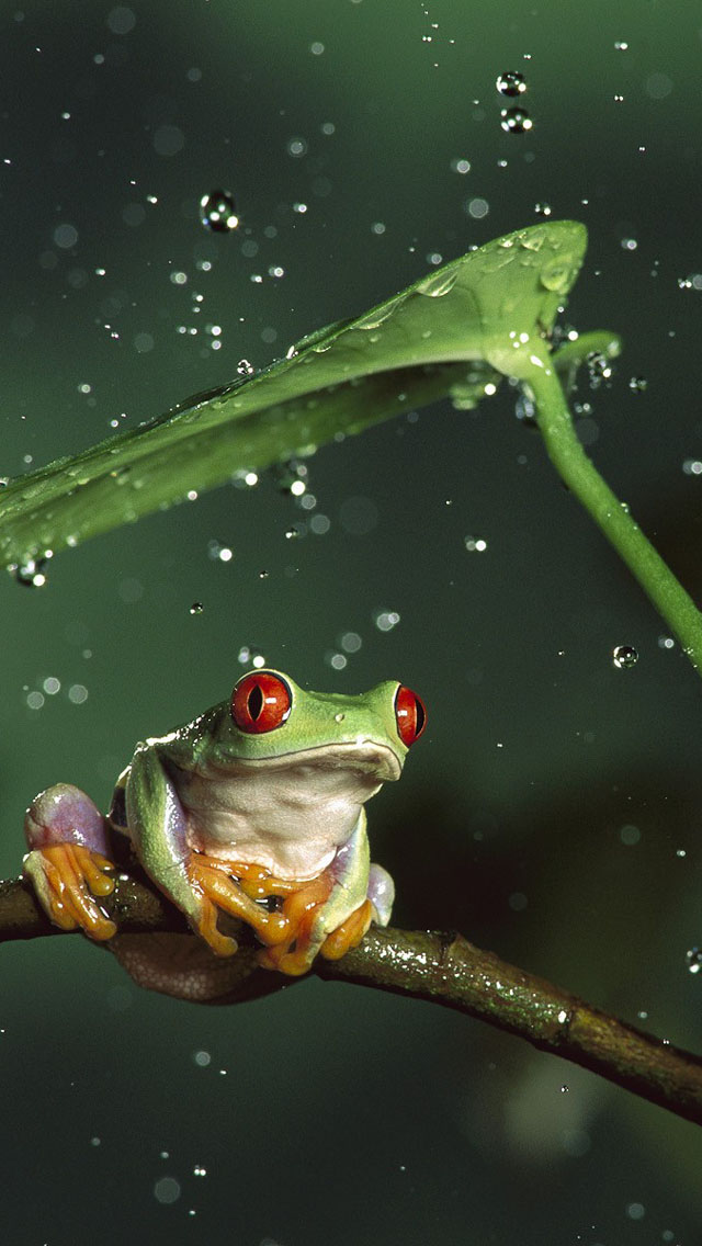 Download Frog In Rain Wallpaper スマホ壁紙 Iphone待受画像ギャラリー