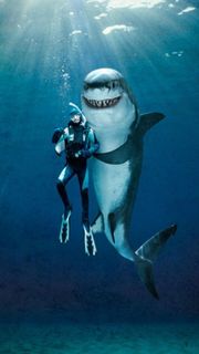 面白いサメの写真