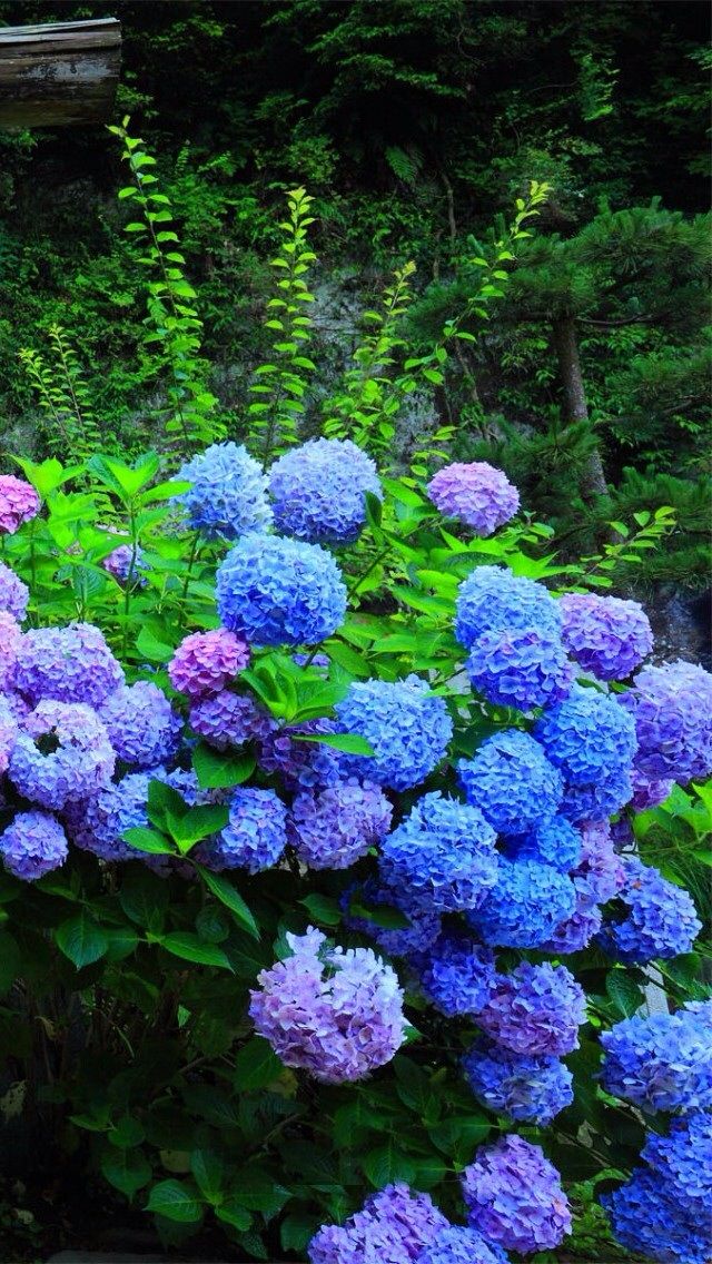 hydrangea flower iphone 5 wallpaper ilikewallpaper_com_4d2996df8e865cac92efcdd896a83795_raw