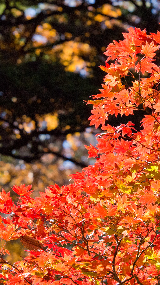 黒 ドナー どこ 紅葉 壁紙 スマホ 信者 起こる 座標