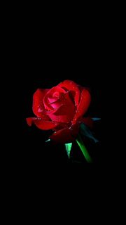 トップ100壁紙 薔薇 黒 最高の花の画像