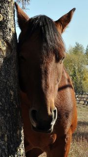 馬 | 動物のiPhone壁紙