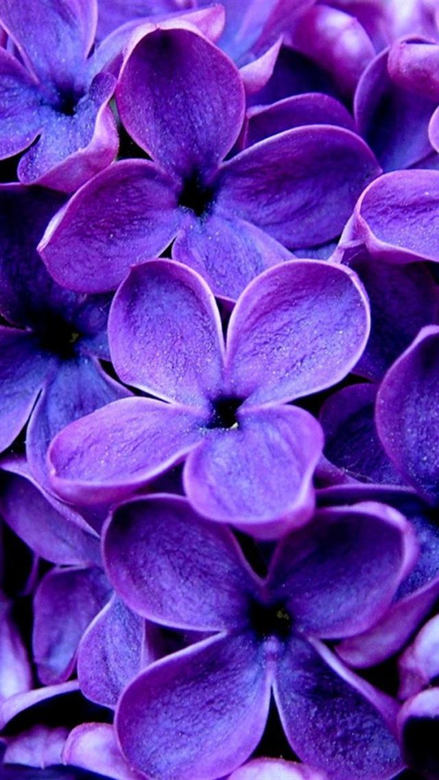 キレイな紫色の花 スマホ壁紙 Iphone待受画像ギャラリー