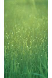 iPhone壁紙Cute Grass IPhone …