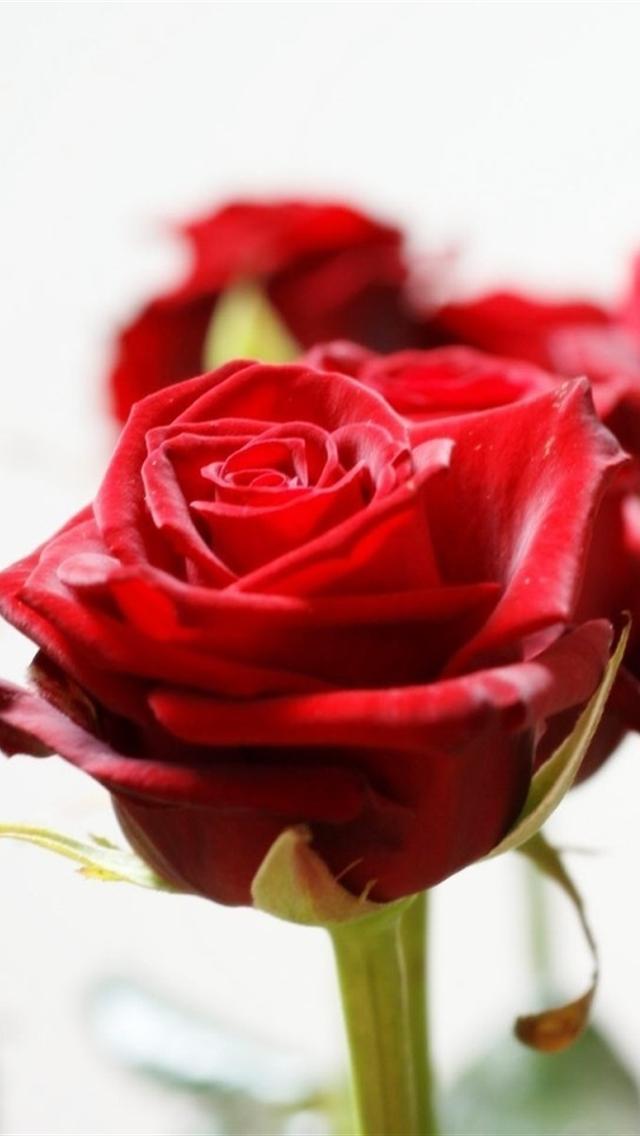 100 Wallpaper Iphone 5 Rose Hinhanhsieudep Net