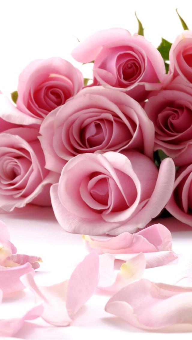 ユニークピンク 薔薇 待ち受け 美しい花の画像