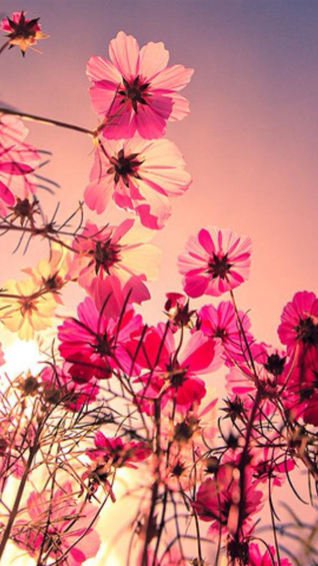 夕焼けに染まる綺麗な花 スマホ壁紙 Iphone待受画像ギャラリー