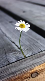 花 風景の壁紙