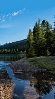 美しい川と森の風景