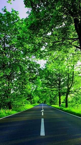 木漏れ日の道路