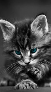 人気260位 かわいい子猫 スマホ壁紙 Iphone待受画像ギャラリー