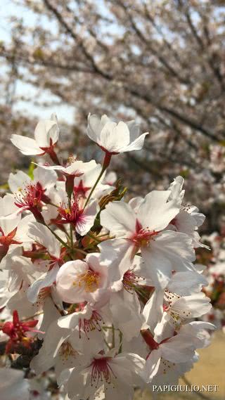 桜