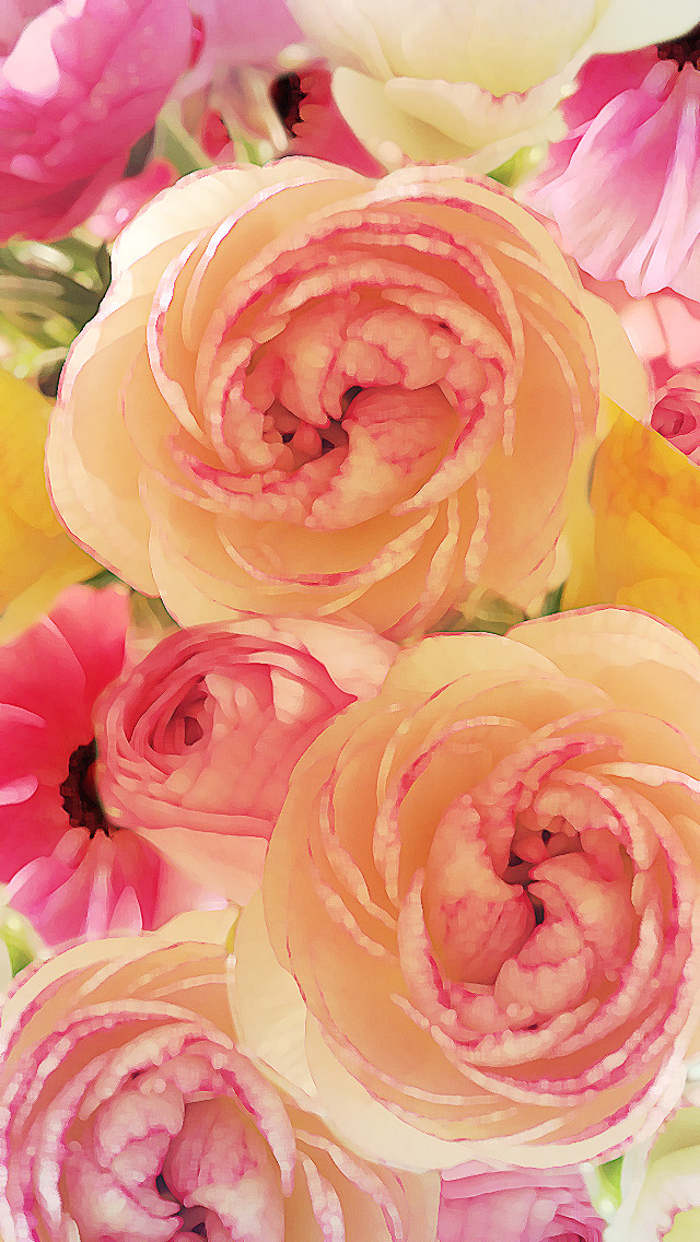 すべての美しい花の画像 ぜいたく癒し おしゃれ Iphone 薔薇 壁紙 おしゃれ