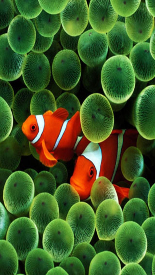 iphone clownfish wallpaper - 640x1136 - 432117 | スマホ壁紙/iPhone待受画像ギャラリー