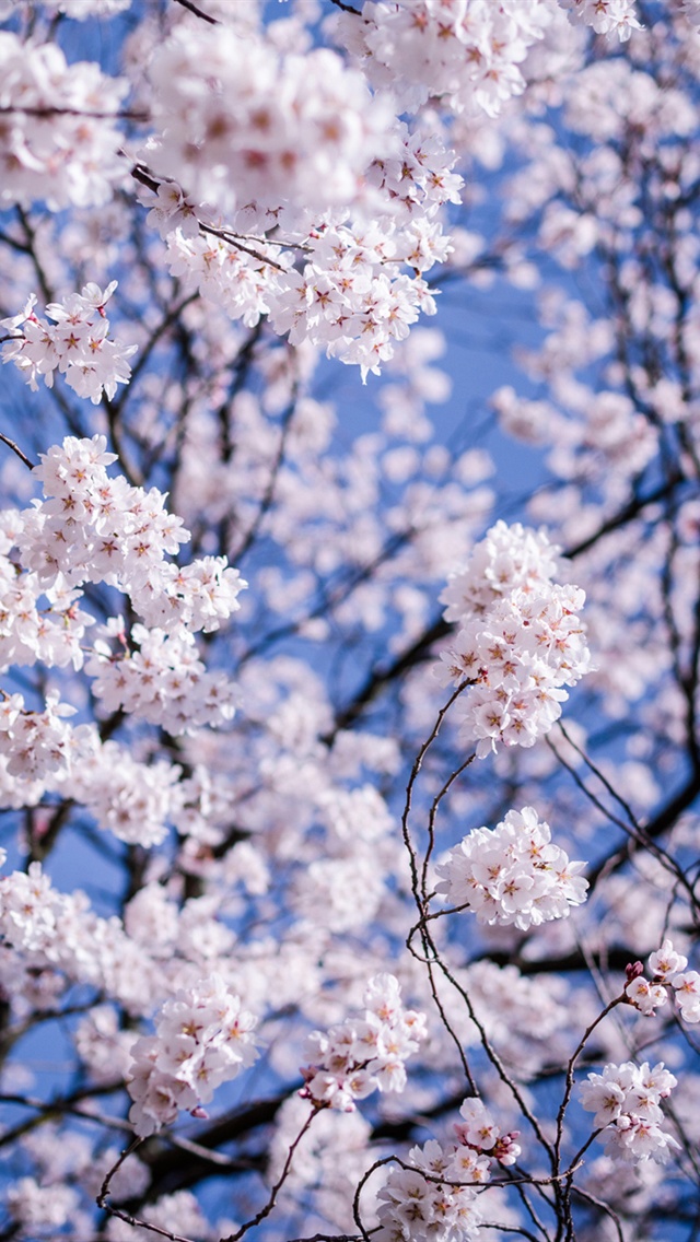 桜の花 スマホ壁紙 Iphone待受画像ギャラリー