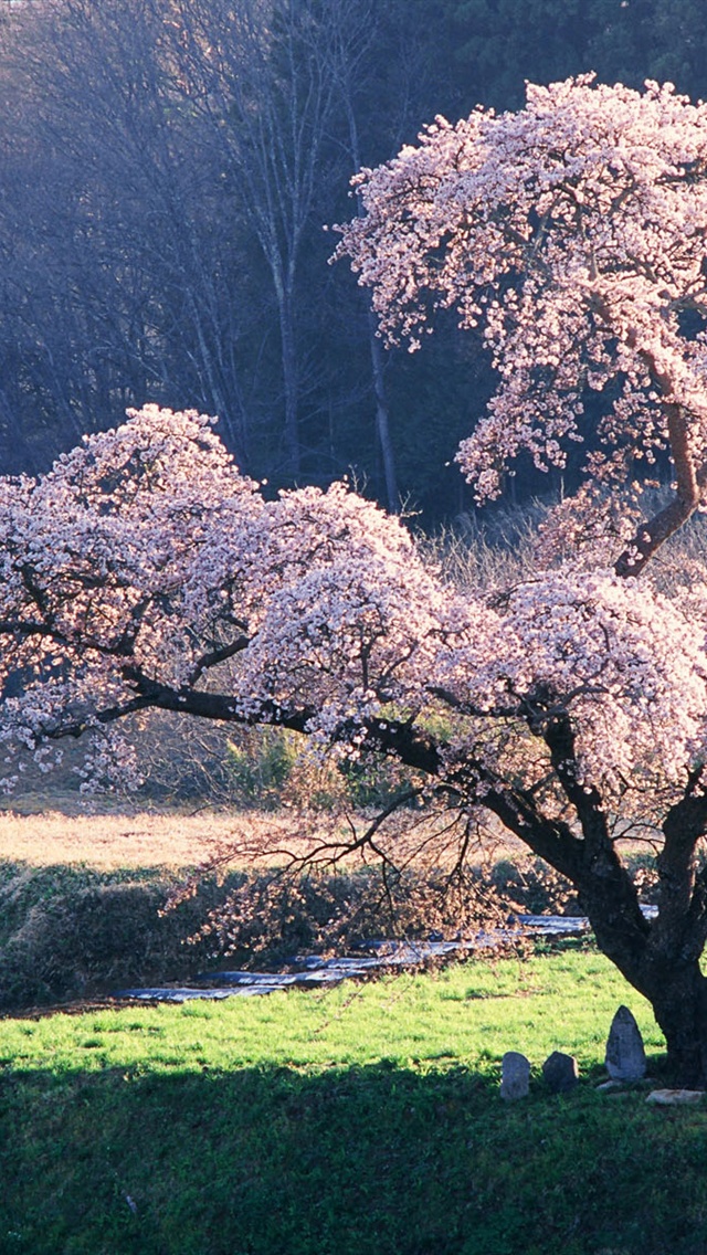 日本の風景 桜 Iphoneの壁紙 640x1136 Iphone 5 5s 5c 壁紙ダウンロード Ja Iwall365 Com スマホ壁紙 Iphone待受画像ギャラリー