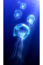 iPhone壁紙Jellyfish iPhone 5…