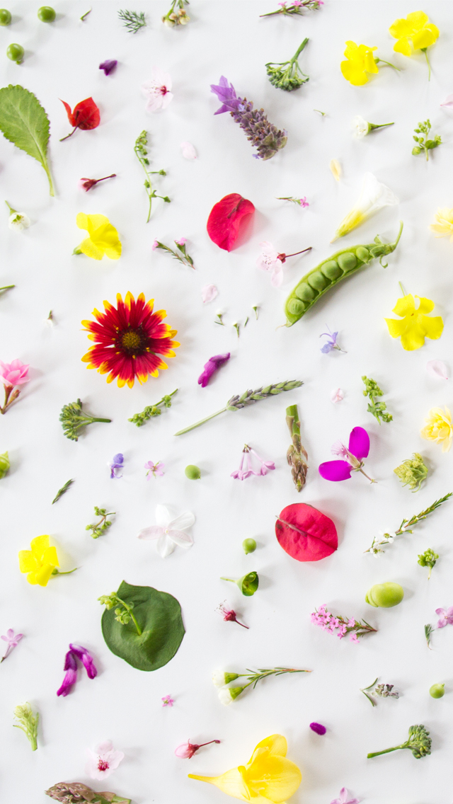 ユニークiphone 壁紙 花 おしゃれ 最高の花の画像