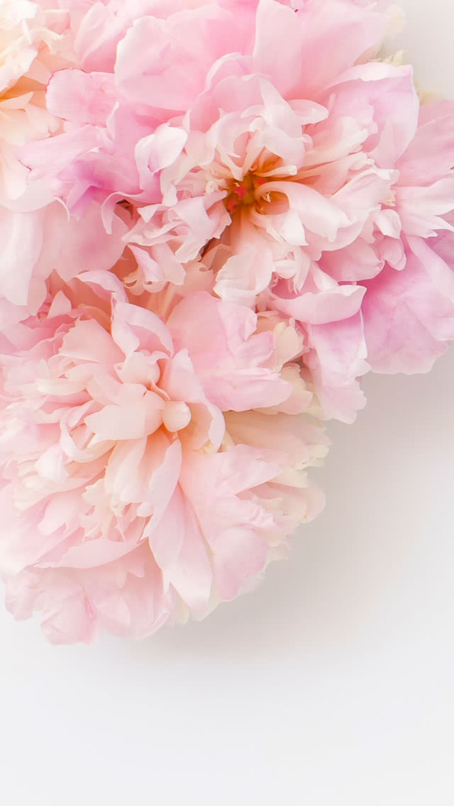 かわいいピンク色の花 スマホ壁紙 Iphone待受画像ギャラリー