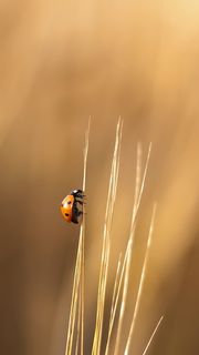 iPhone壁紙  Lady-Beetle-iPho…