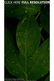 iPhone壁紙Leaf With Dew Clos…