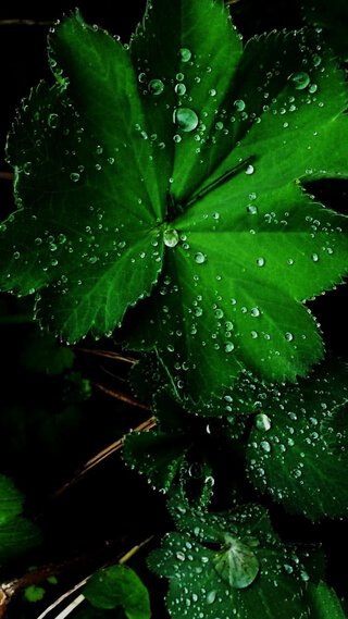 雨に濡れた葉っぱ