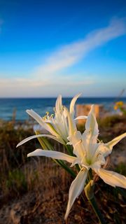 海 花の壁紙