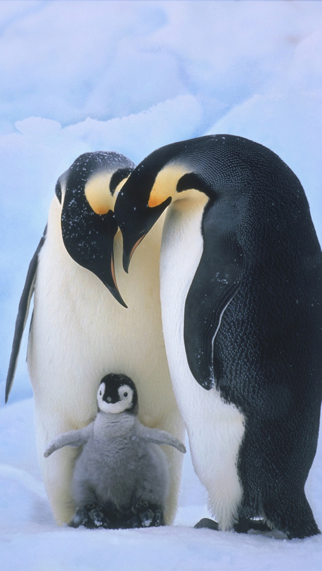 ペンギンの家族 スマホ壁紙 Iphone待受画像ギャラリー