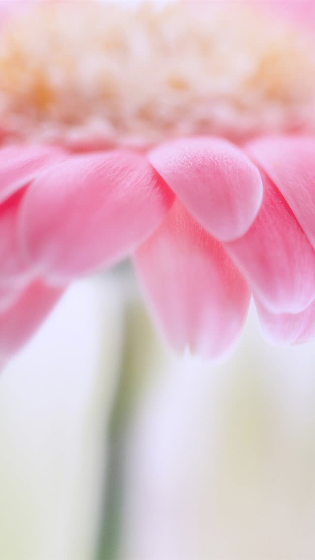 ピンク色の花 スマホ壁紙 Iphone待受画像ギャラリー