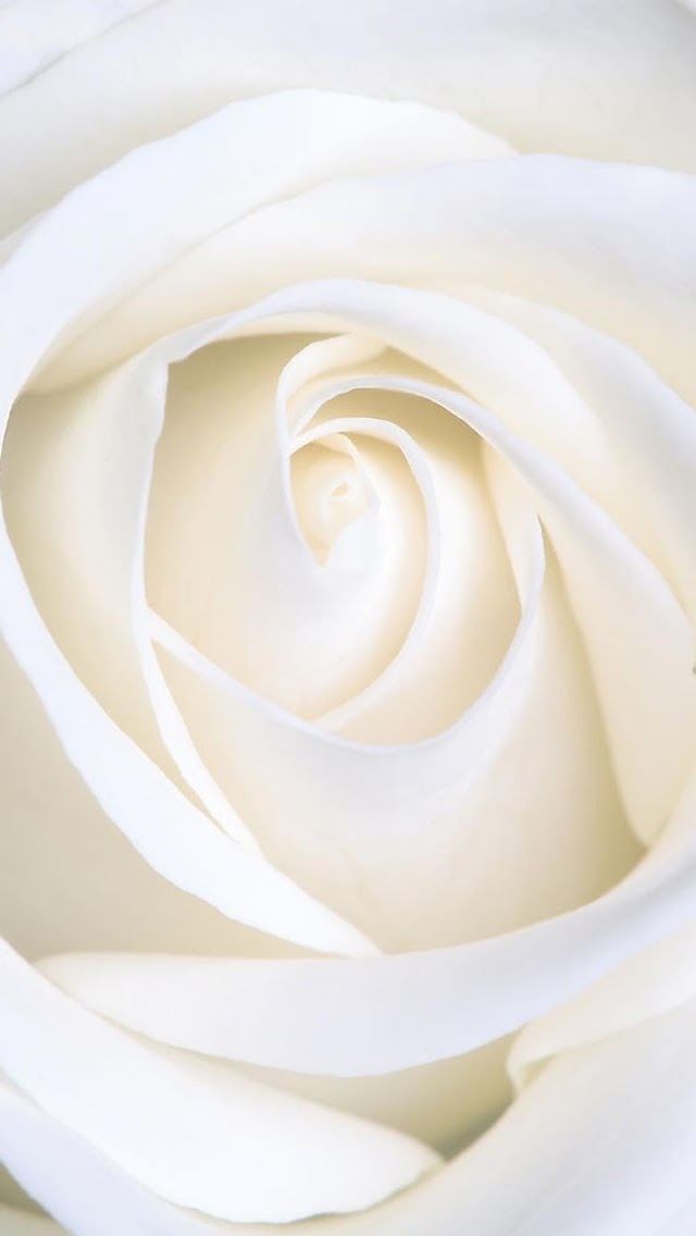 すべての美しい花の画像 50 素晴らしい白い 薔薇 待ち受け 画像