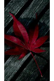 iPhone壁紙Red leaf wallpaper…