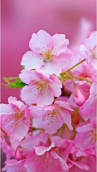 日本の風景 桜 Iphoneの壁紙 640x1136 Iphone 5 5s 5c 壁紙