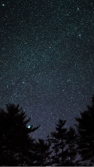 夜の森の星空