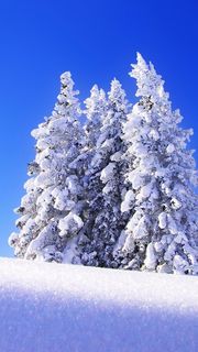 雪原