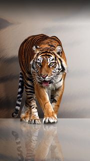 トラ |  動物のスマホ壁紙