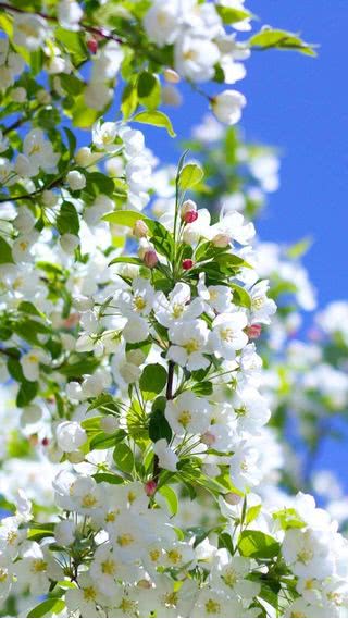 【新着12位】白い花