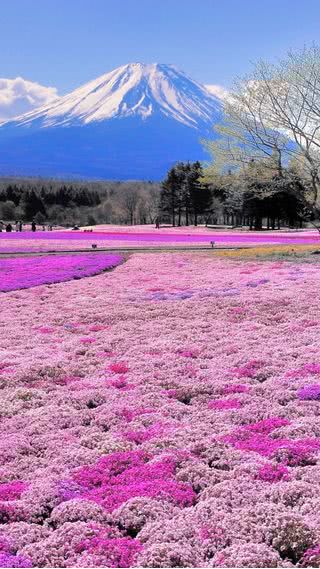 【18位】春の富士山